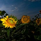 sonnen.blumen.sommer