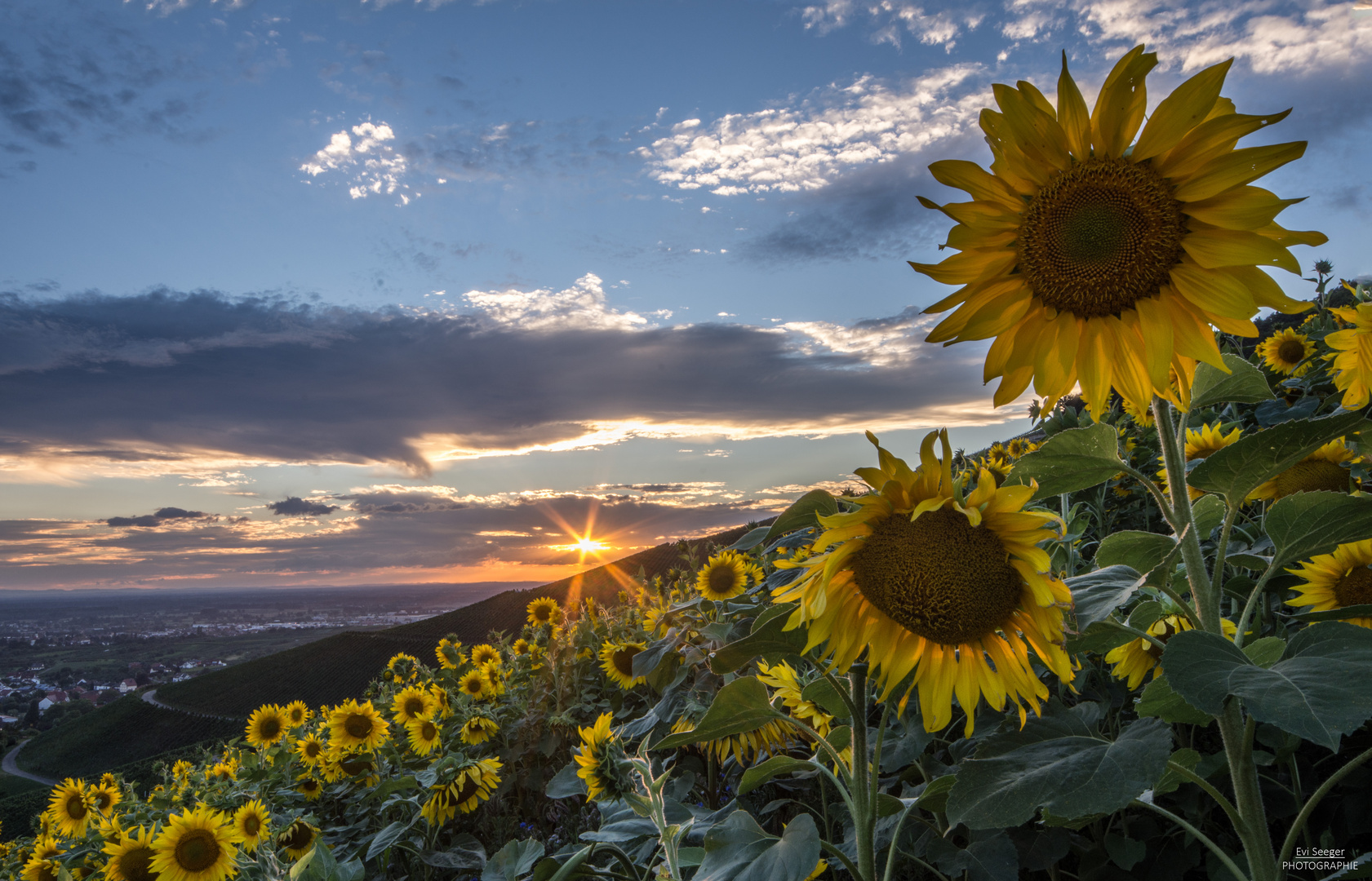  - SonnenblumenSonnenuntergang - 