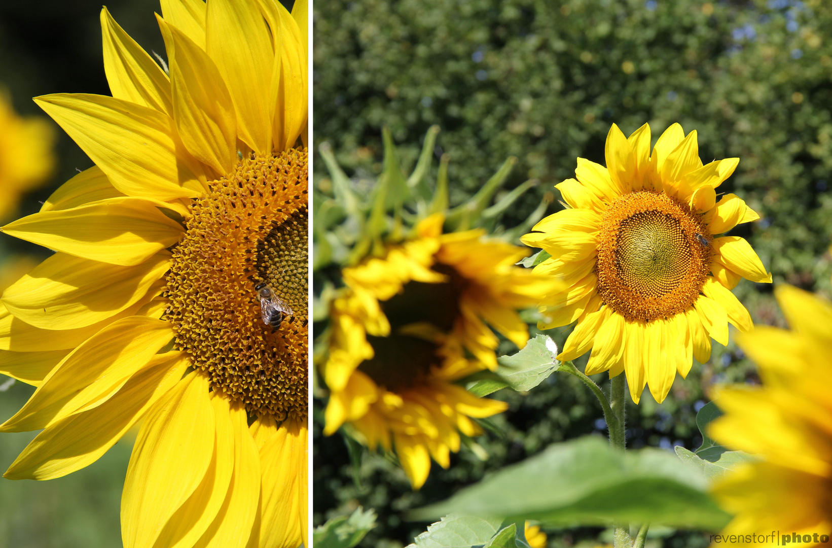 SONNenblumenSONNtag