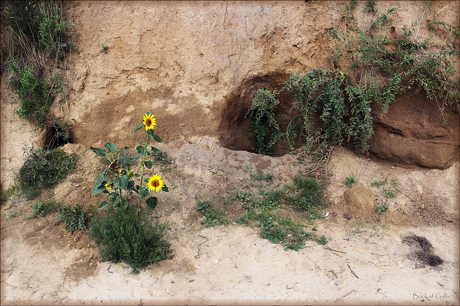 Sonnenblumen_Strand