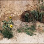 Sonnenblumen_Strand