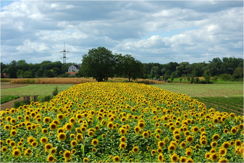 Sonnenblumenteppich