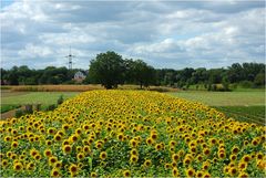 Sonnenblumenteppich