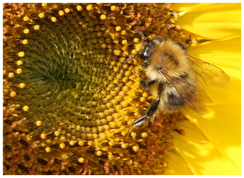 Sonnenblumentheke