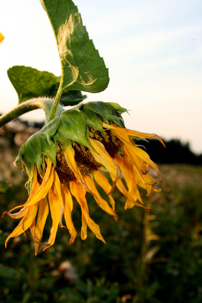 Sonnen(blumen)untergang