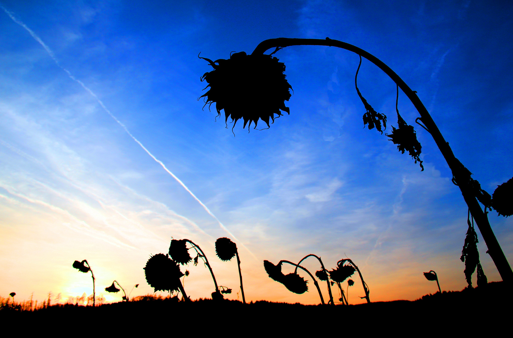 Sonnenblumenuntergang