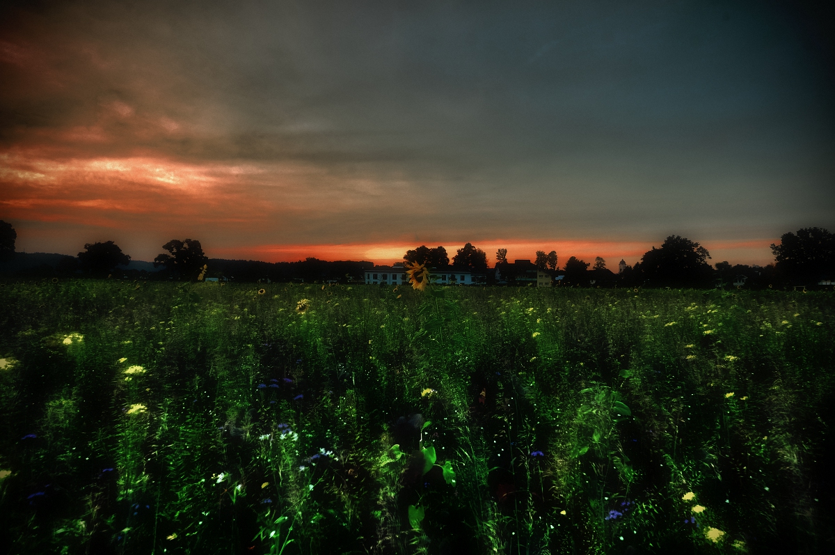 Sonnenblumenuntergang