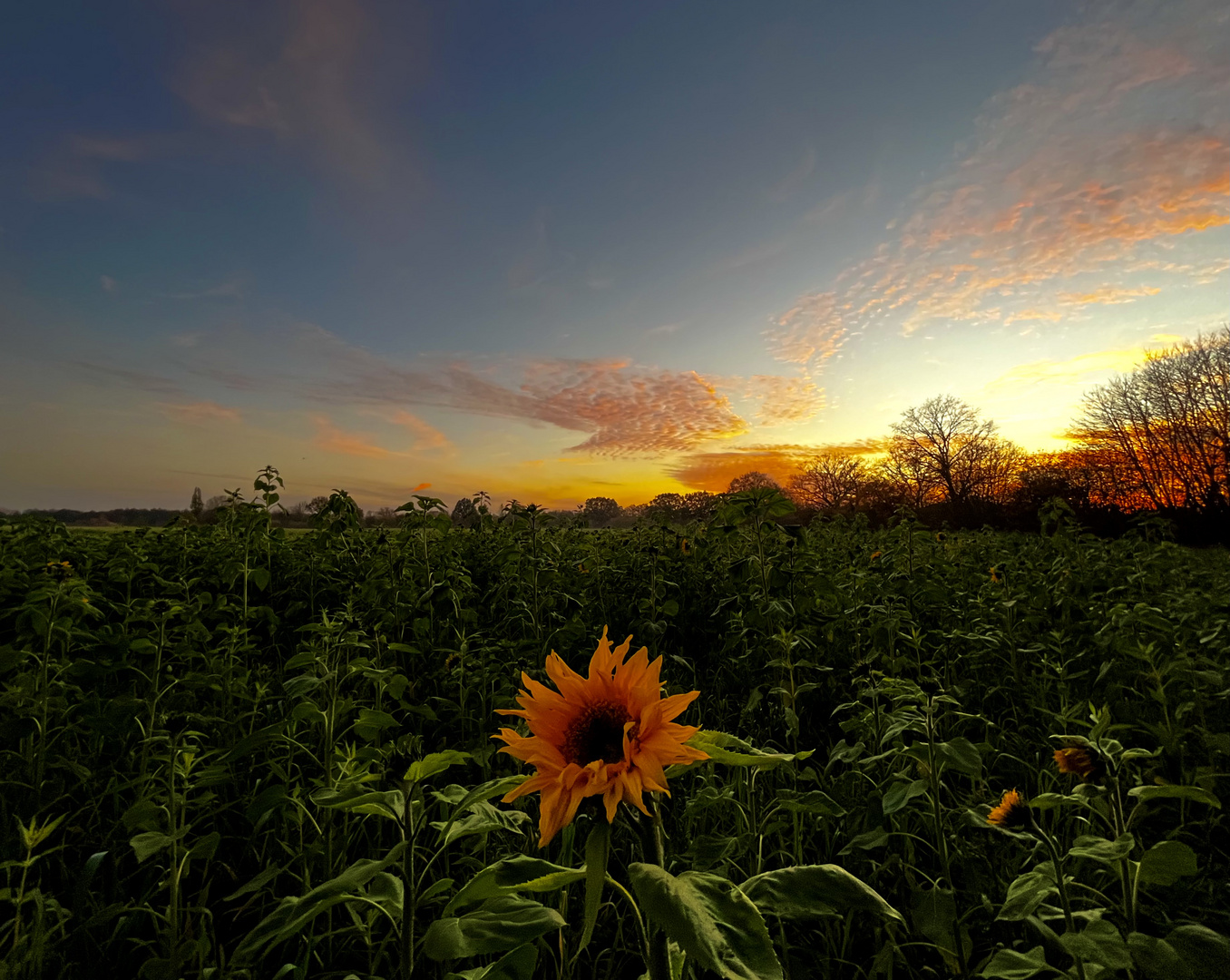 SONNEN(blumen)UNTERGANG