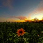 SONNEN(blumen)UNTERGANG