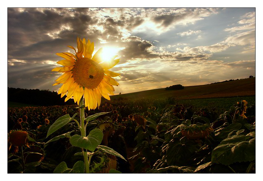 Sonnenblumenuntergang im Kraichgau