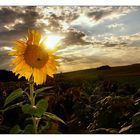 Sonnenblumenuntergang im Kraichgau