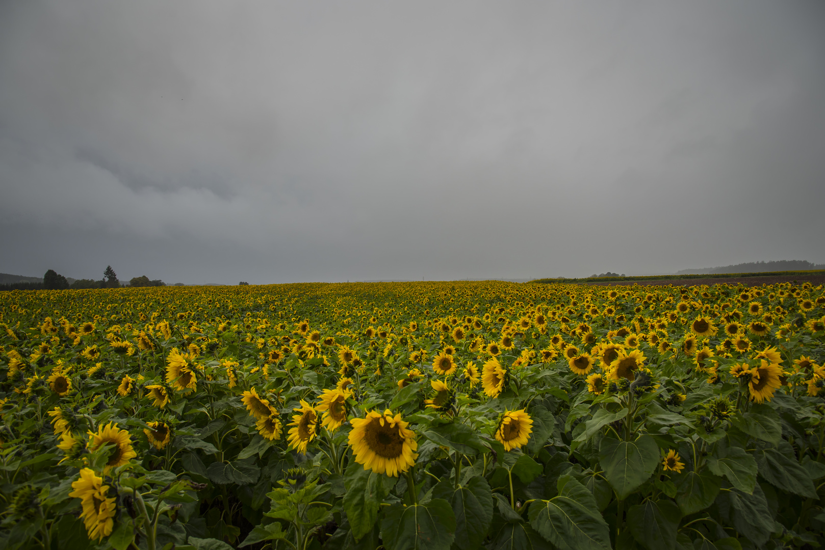 Sonnenblumenversammlung