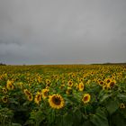 Sonnenblumenversammlung