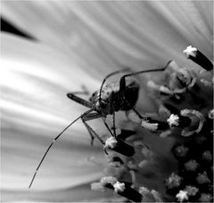 Sonnenblumenverteidiger