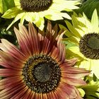Sonnenblumenvielfalt