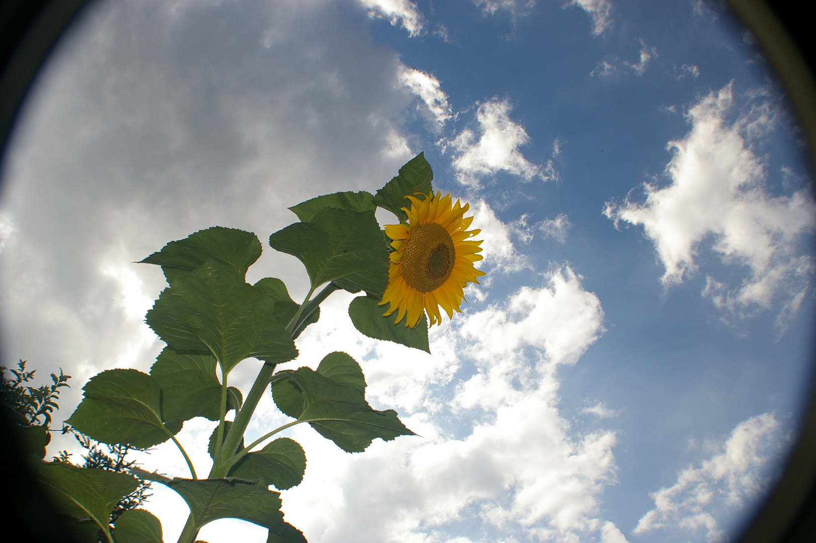 Sonnen(blumen)welt