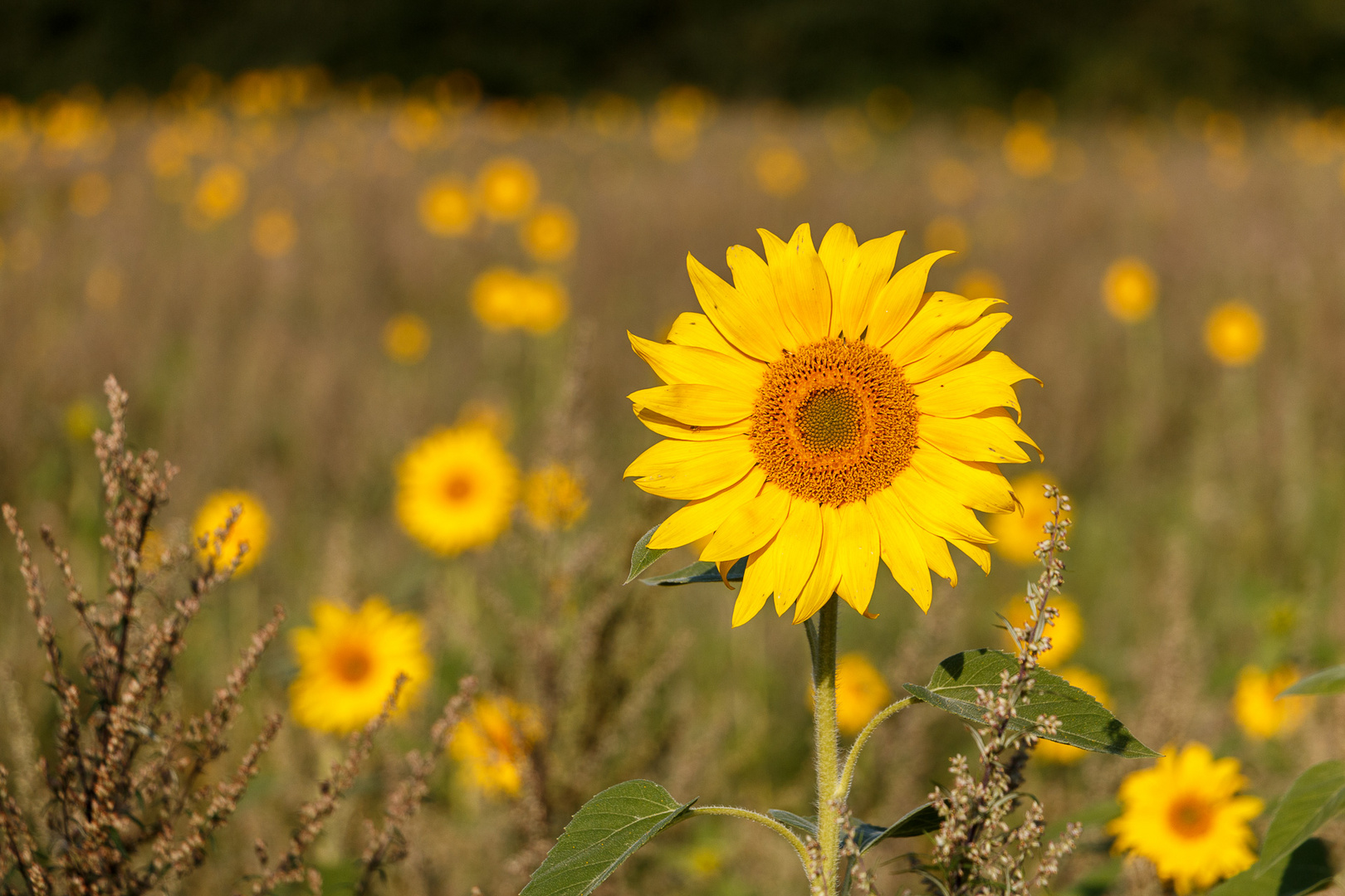 Sonnenblumenwiese