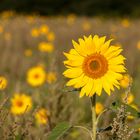 Sonnenblumenwiese