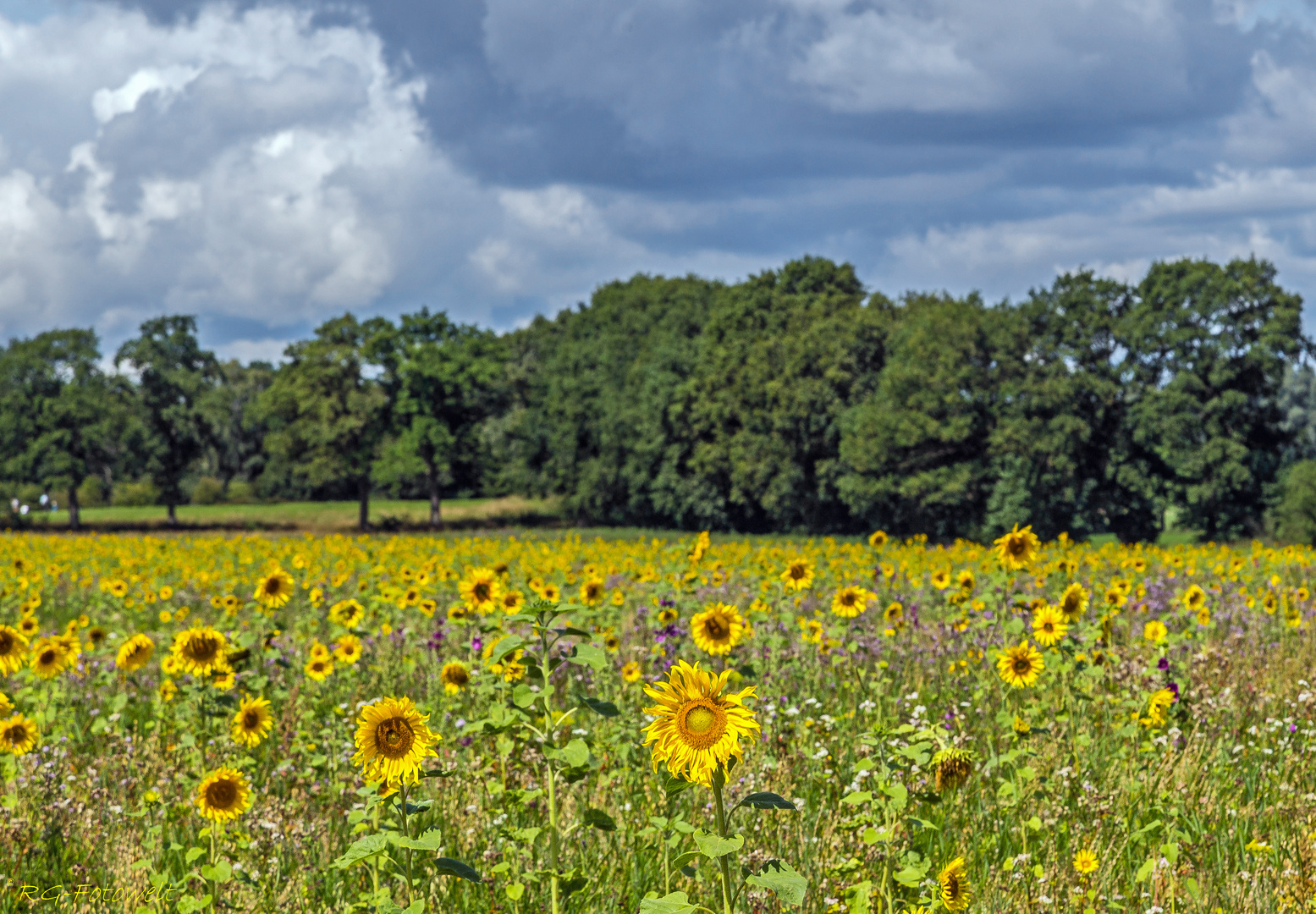 Sonnenblumenwiese