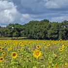 Sonnenblumenwiese