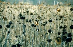 sonnenblumen_winter