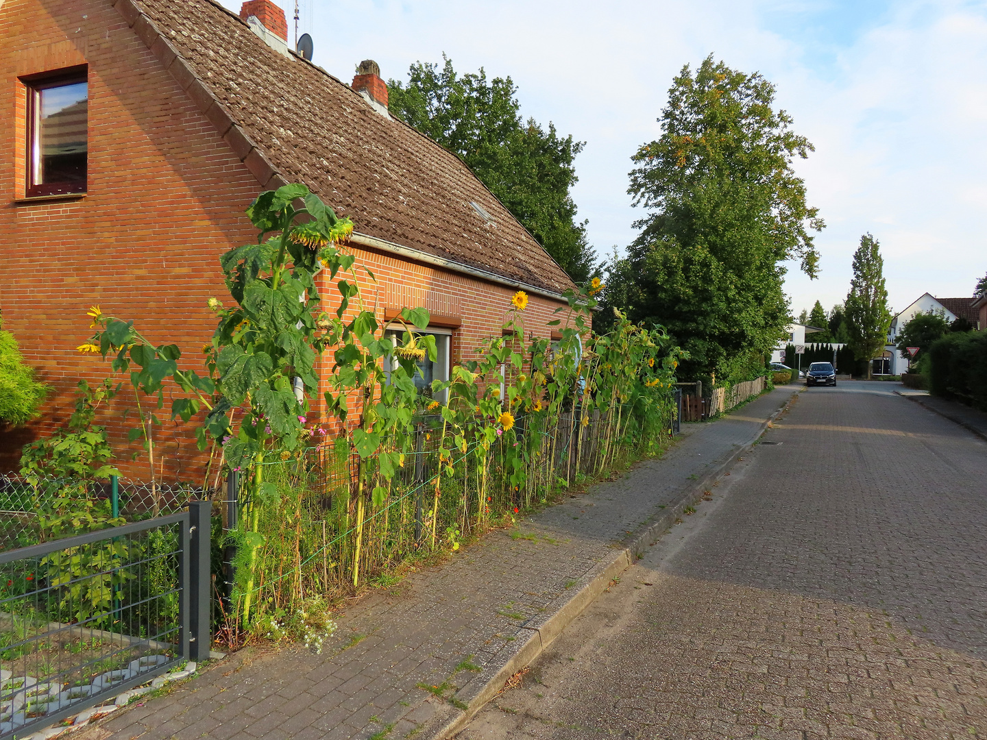 ~Sonnenblumenzaun ~