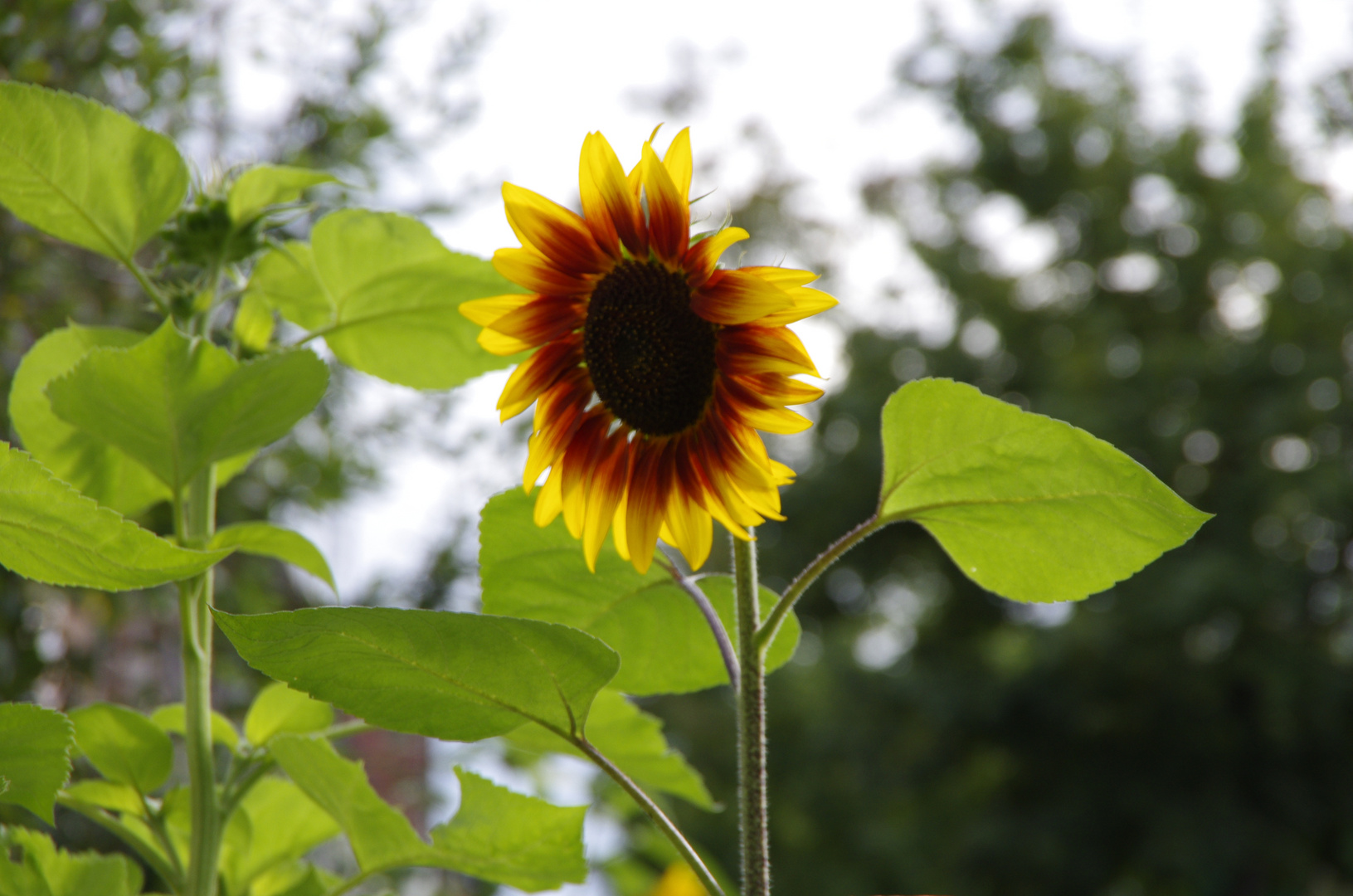 Sonnenblumenzeit