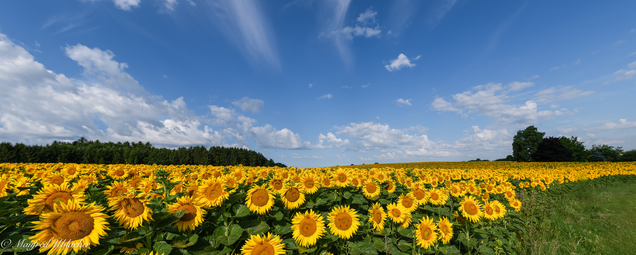 Sonnenblumenzeit ...