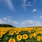 Sonnenblumenzeit ...