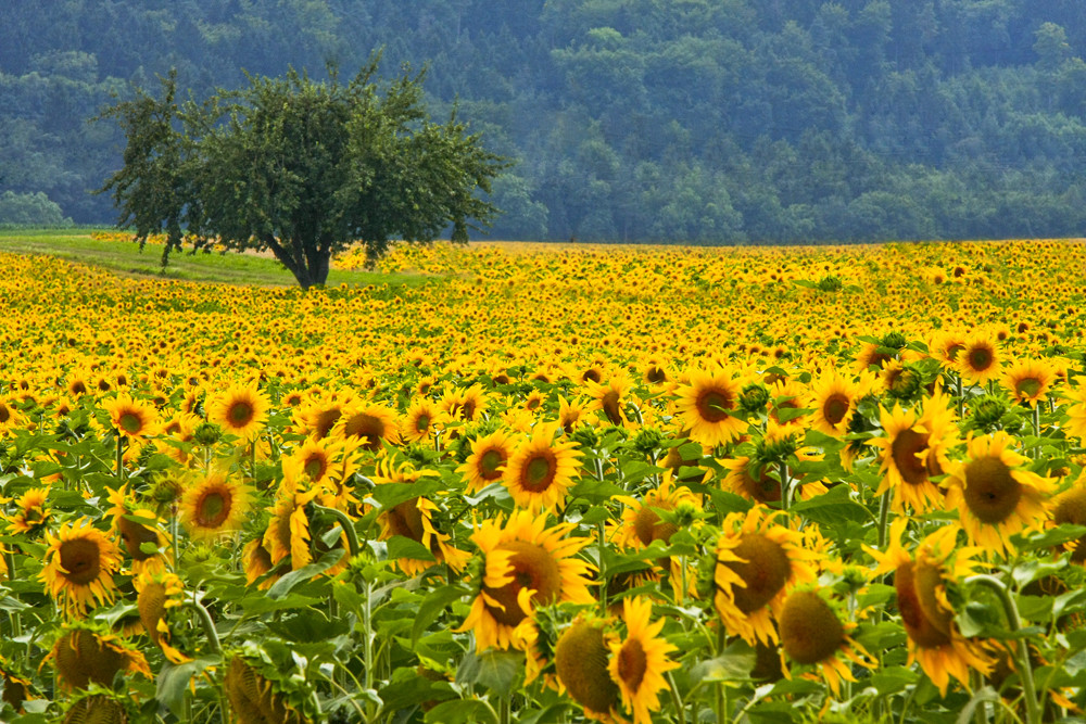 Sonnenblumenzeit