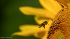 Sonnenblumenzeit ...