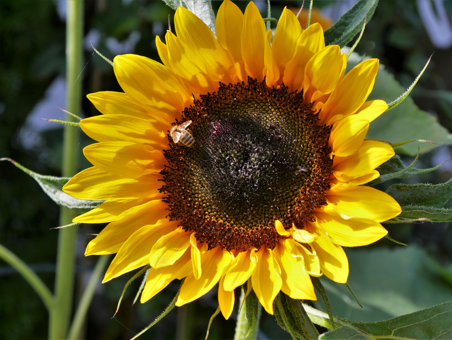 Sonnenblumenzeit