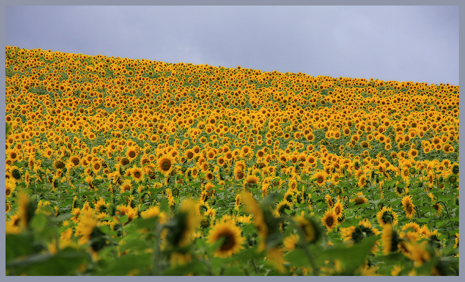 Sonnen:Blumen:Zeit