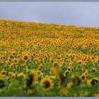 Sonnen:Blumen:Zeit