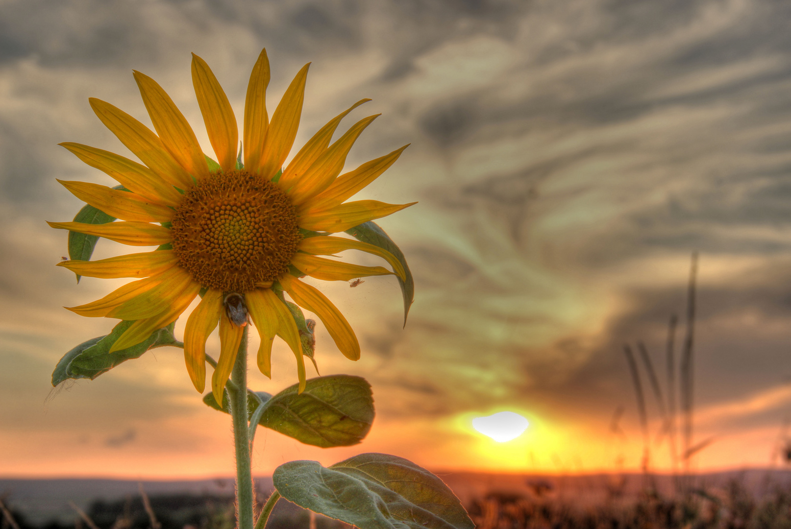 ~ Sonnenblumenzeit ~