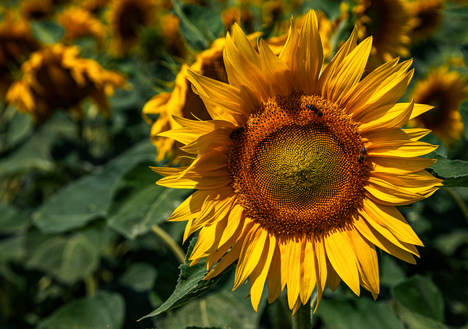 Sonnenblumenzeit