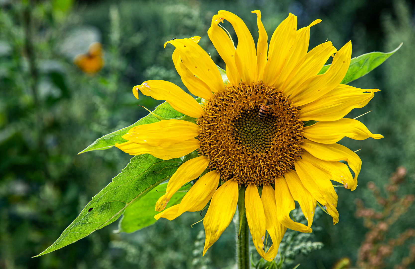 Sonnenblumenzeit