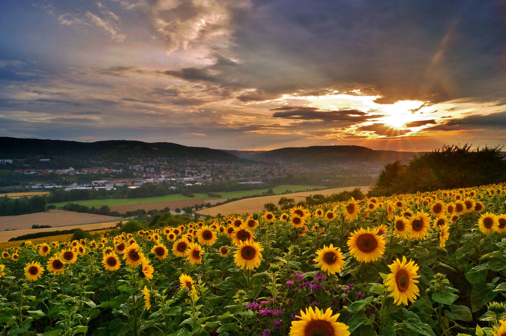 Sonnenblumenzeit