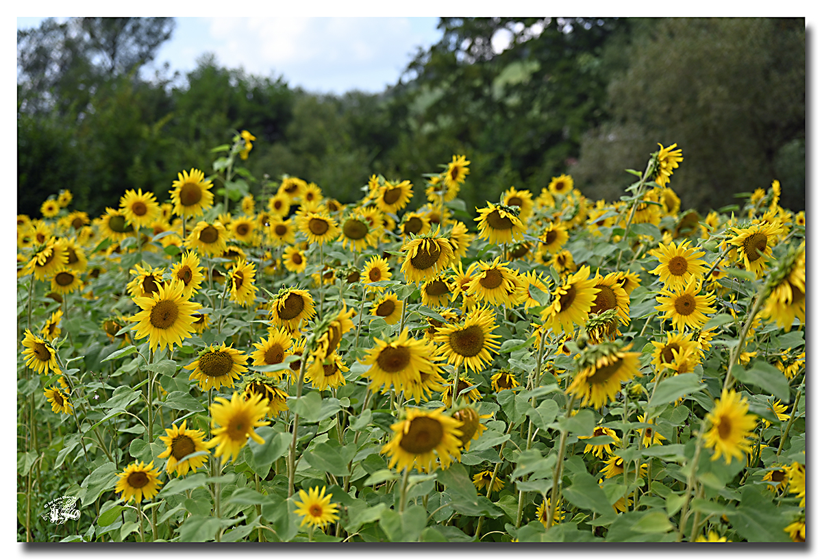 Sonnenblumenzeit