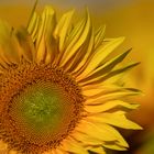 Sonnenblumenzeit ...