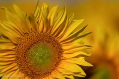 Sonnenblumenzeit ...