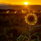 Sonnenblume_Sonnenuntergang