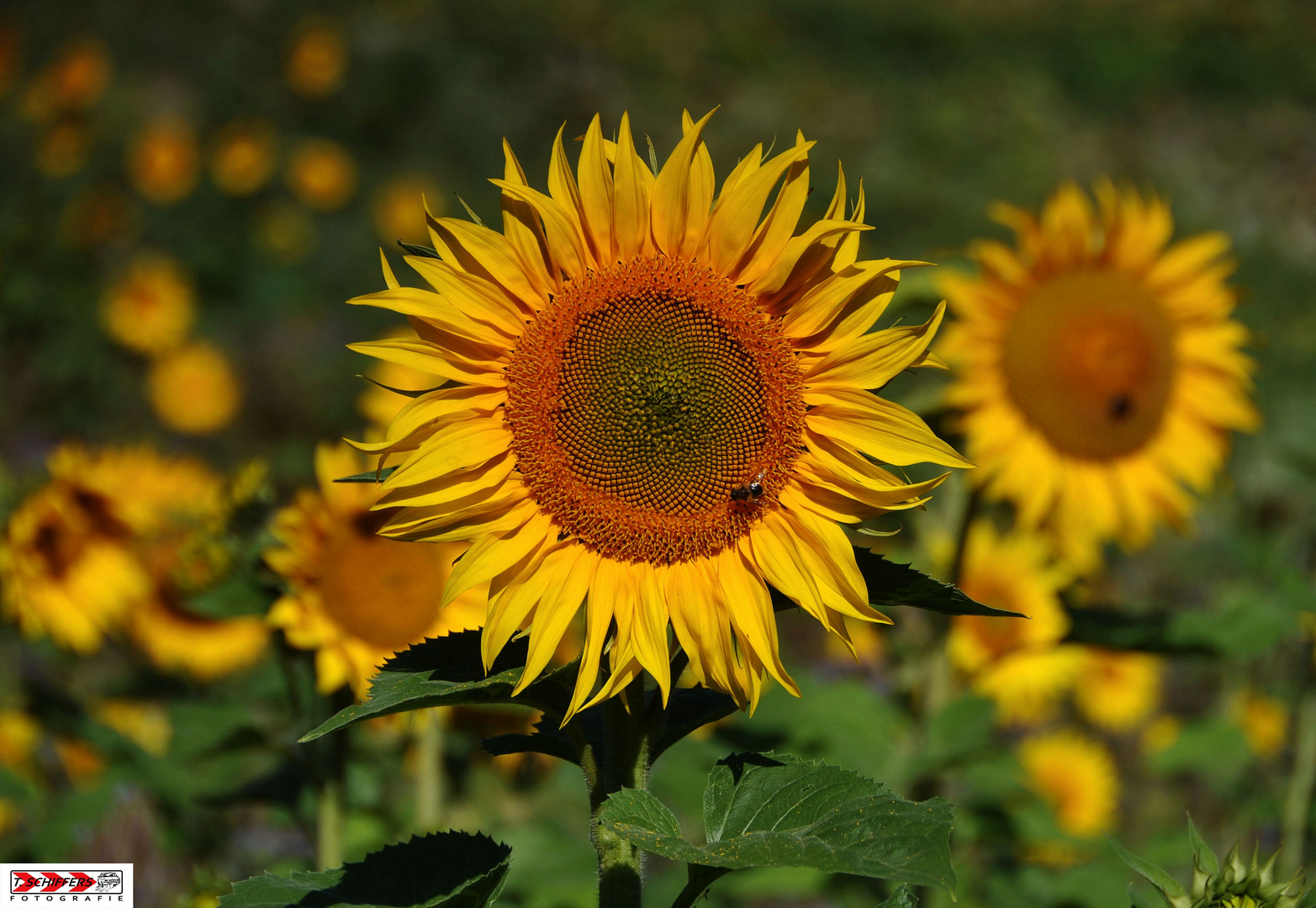 sonnenblumige Muttertagsgrüße