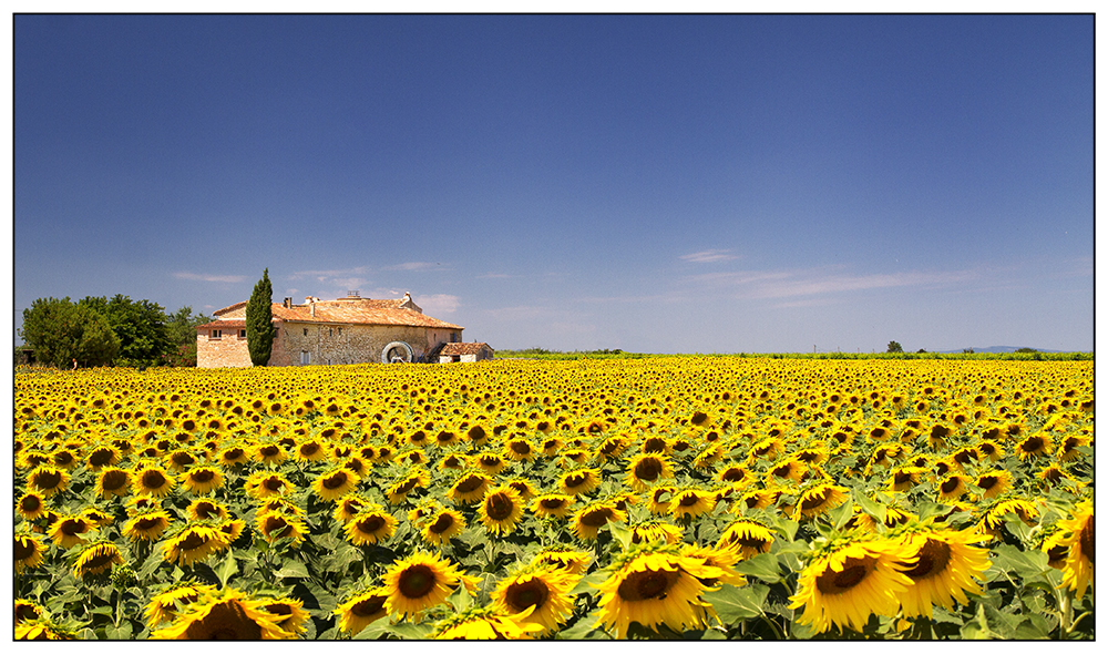 Sonnenblumige Provence