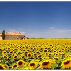 Sonnenblumige Provence