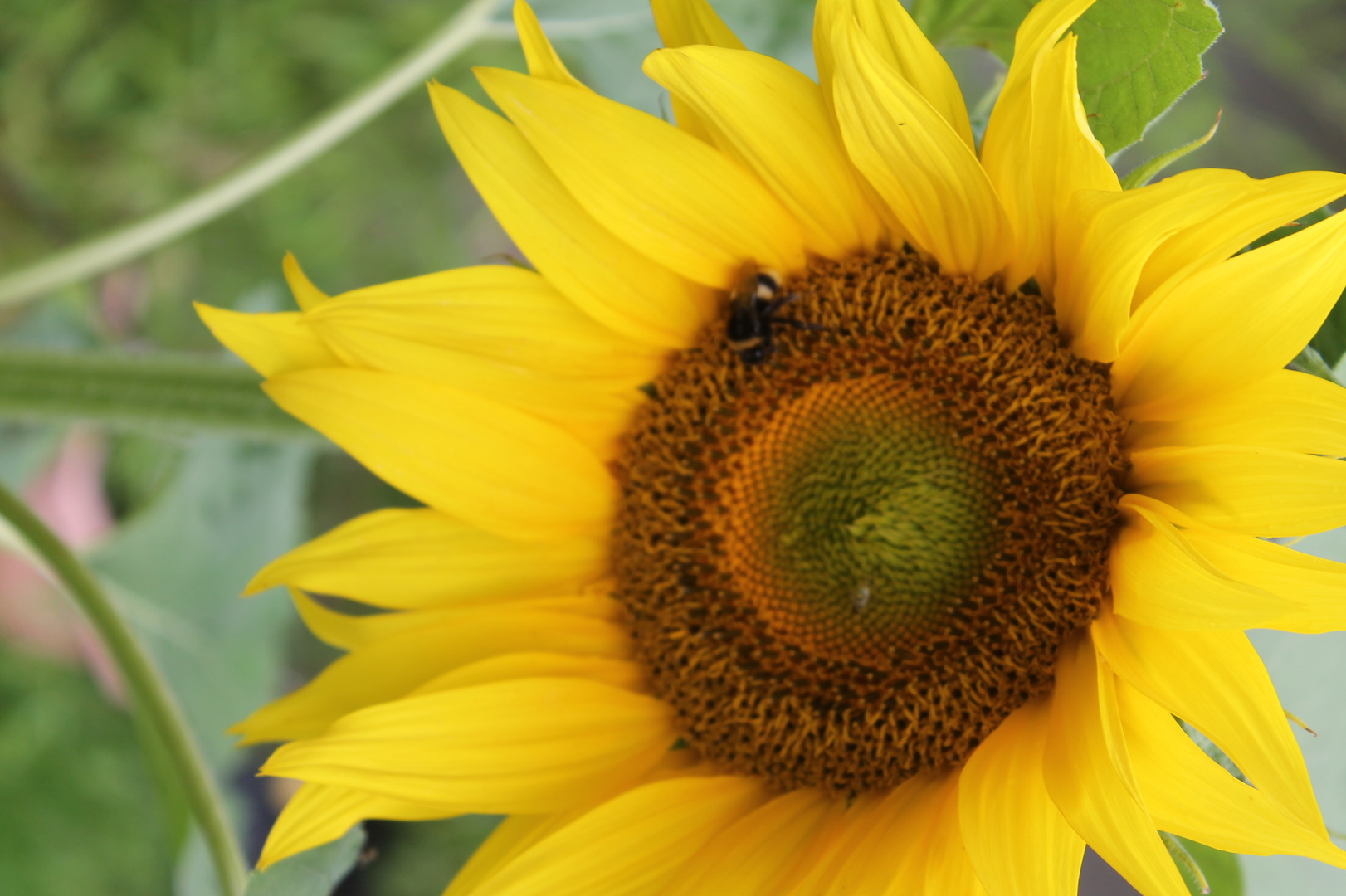 Sonnenblummenblüte mit Hummel