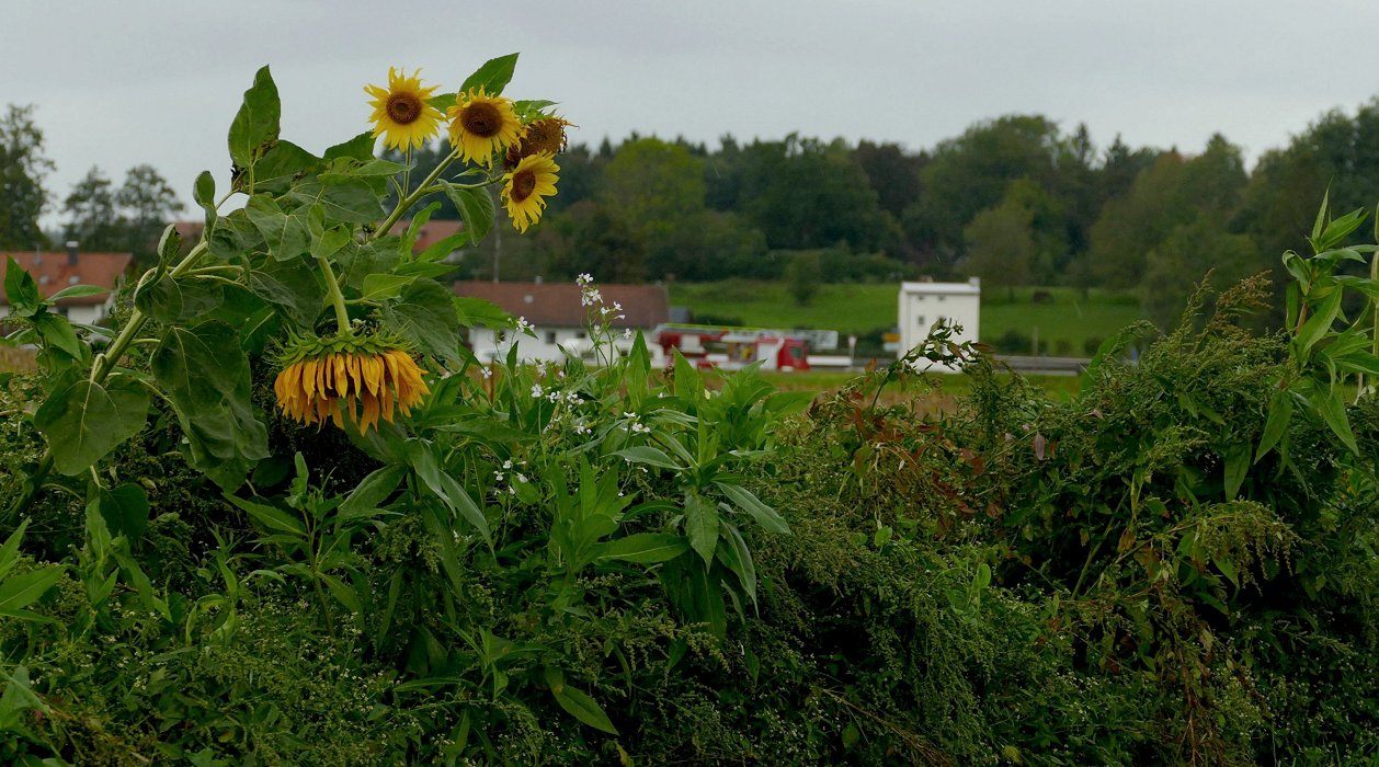 Sonnenbrand