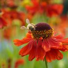 Sonnenbraut als Bienenfutter