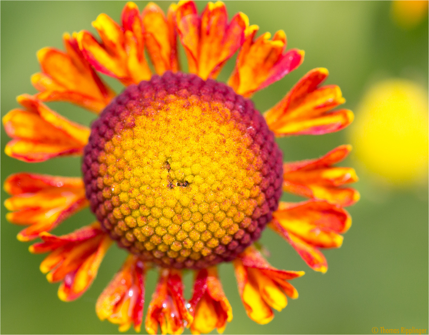 Sonnenbraut (Helenium).