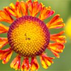 Sonnenbraut (Helenium).